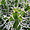 Cactus en gros plan