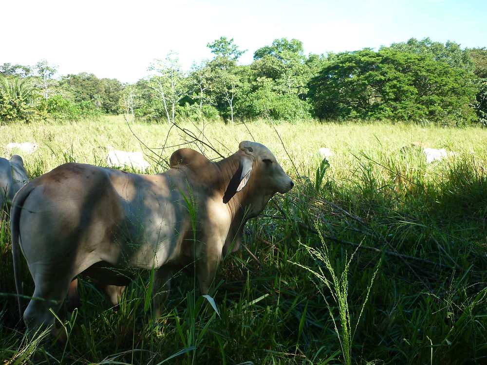 Animal du Costa Rica