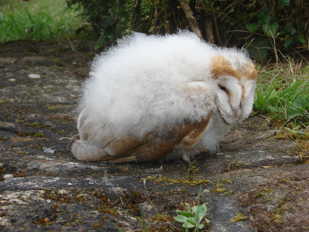 Bébé chouette Effraie