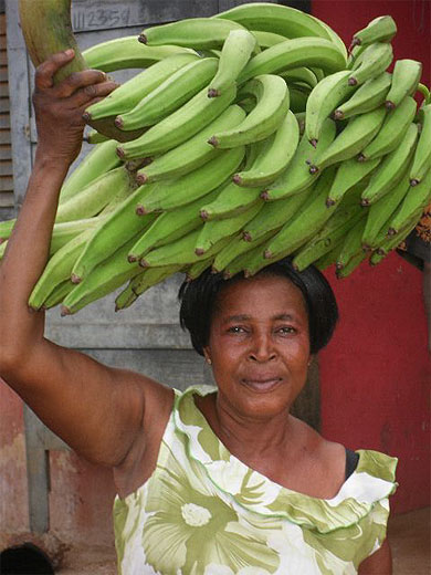 Bananes plantain Bananes plantain