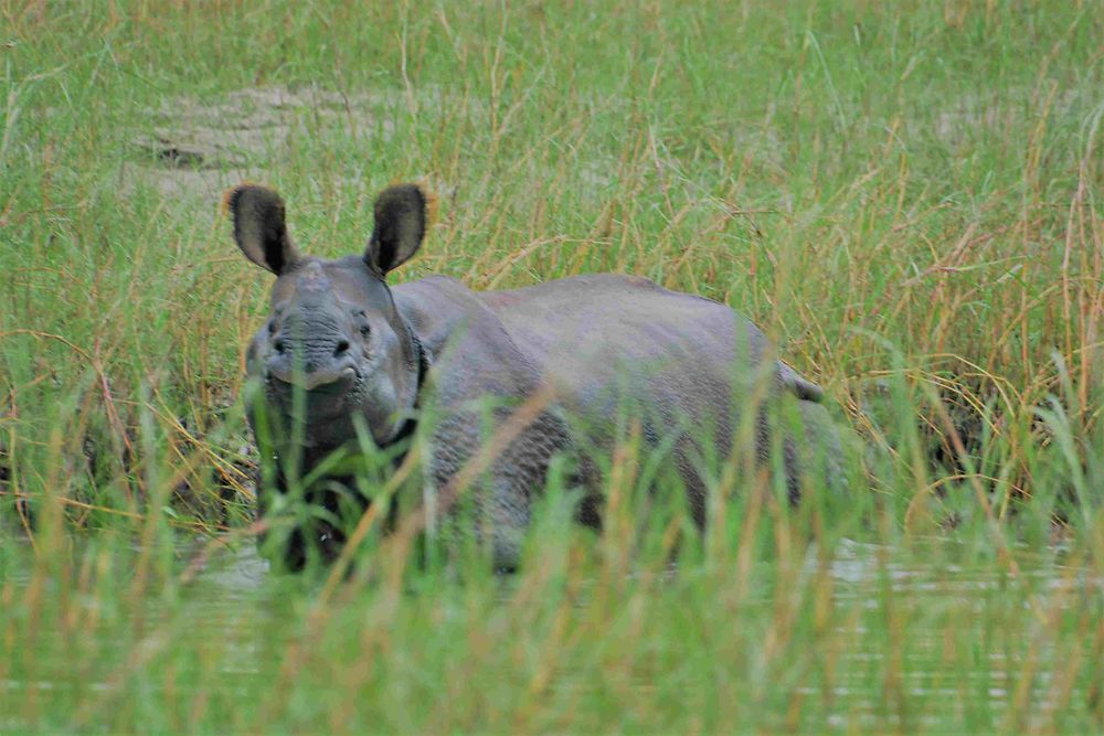 Rhino dans le parc