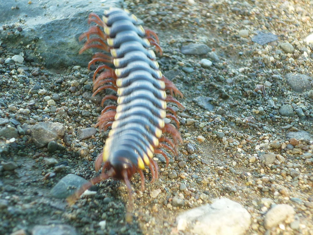 Le bord du pacifique, péninsule de Osa