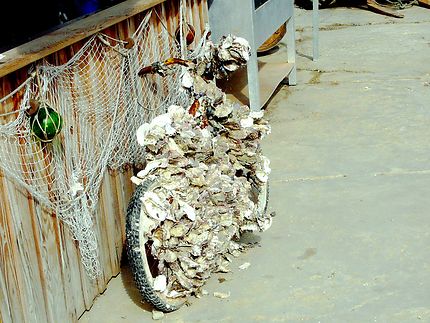 Banc d'huîtres sur un vélo repêché