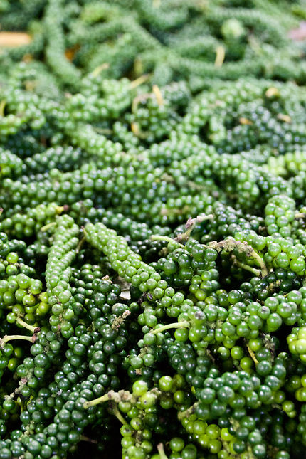 Poivre vert sur le marché de Kampot