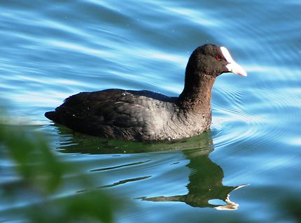 Poule d'eau Lac de Créteil