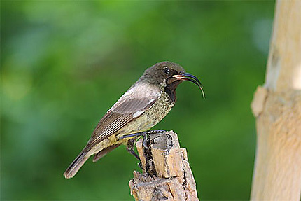 Jeune oiseau à Ngaparou
