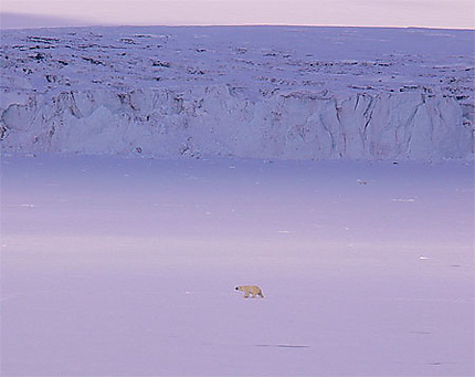 Ours polaire devant un glacier