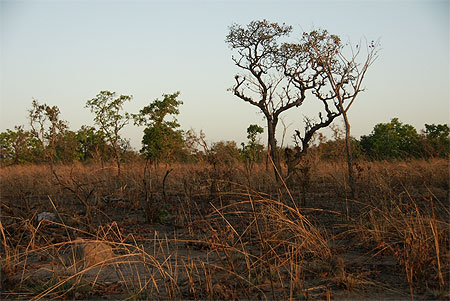 La brousse La brousse