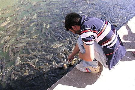 Sacrées carpes ou les carpes sacrées d'Abraham Sacrées carpes ou les carpes sacrées d'Abraham