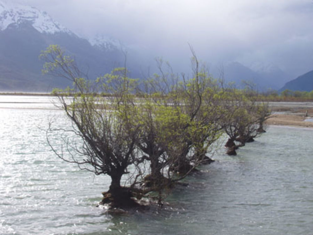 Glenorchy Arbres dans l'eau