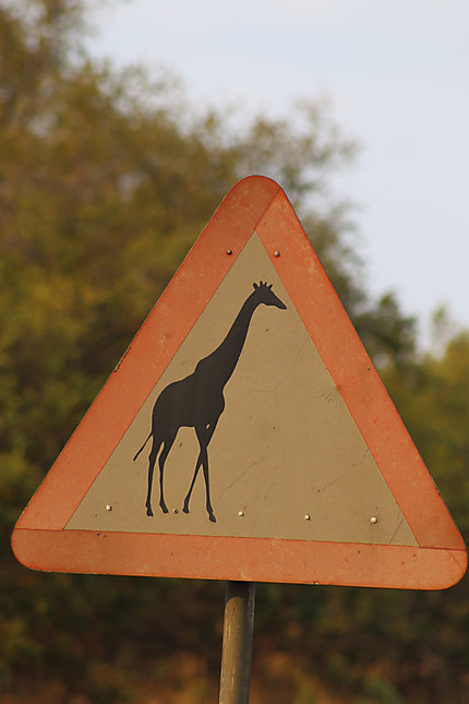 Attention girafe