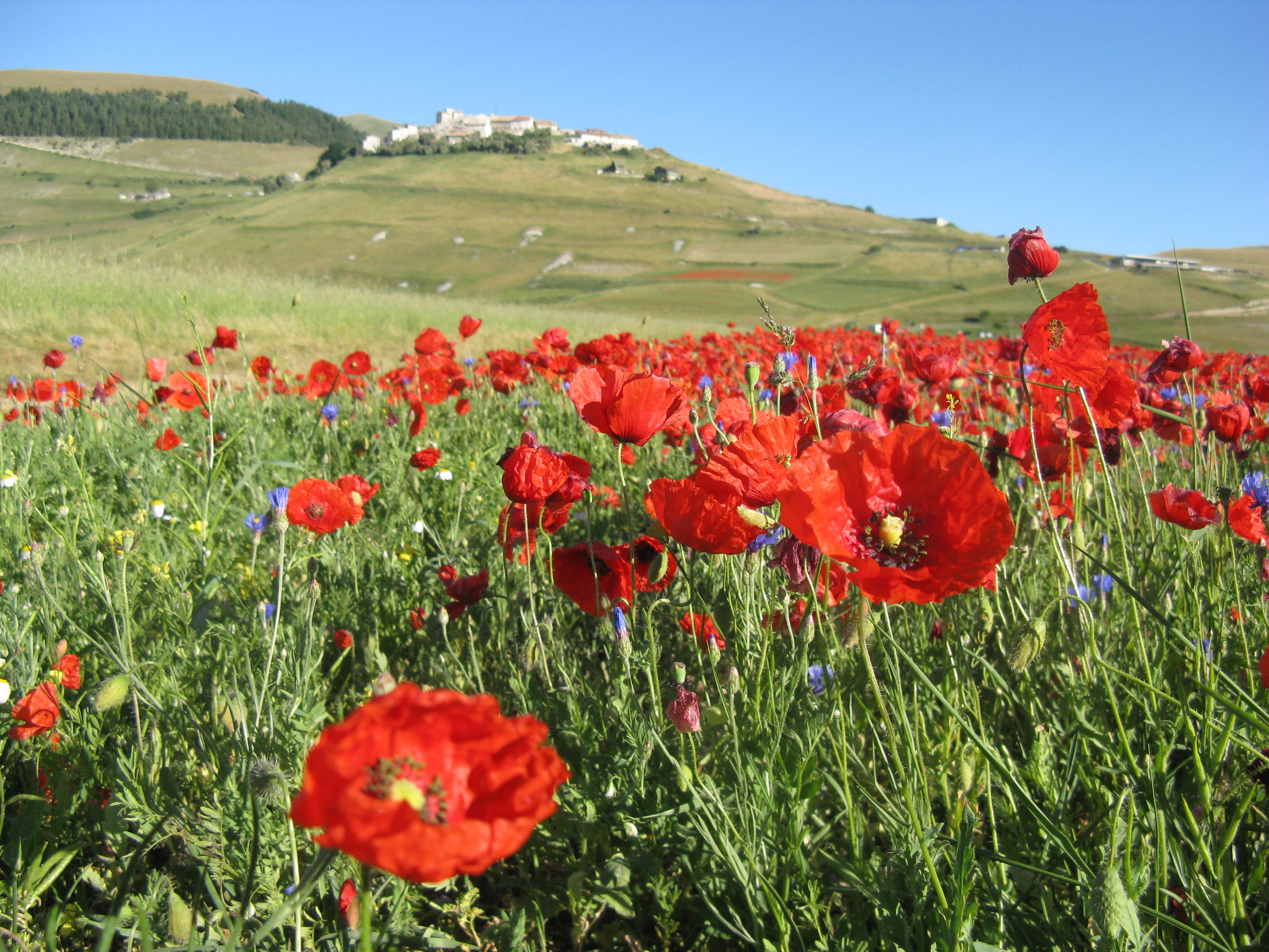 Coquelicots dans la plaine de Castelluccio, Ombrie Coquelicots dans la plaine de Castelluccio, Ombrie