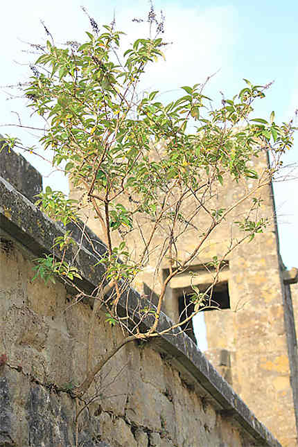 Carcassonne - Le petit arbre sur la muraille