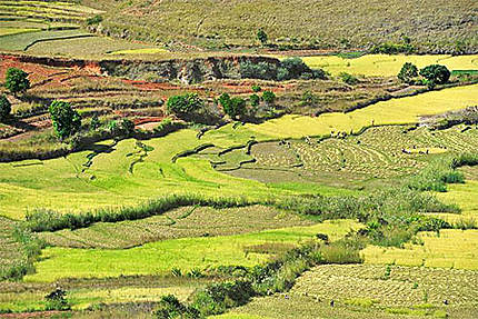 Rizières dans la vallée d'Ambalavao