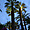 Palmiers au crépuscule 
