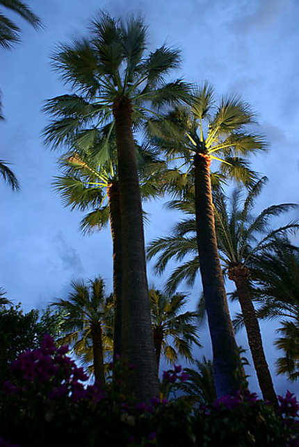 Palmiers au crépuscule 
