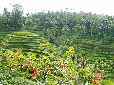 Rizières en étages Rizières en étages