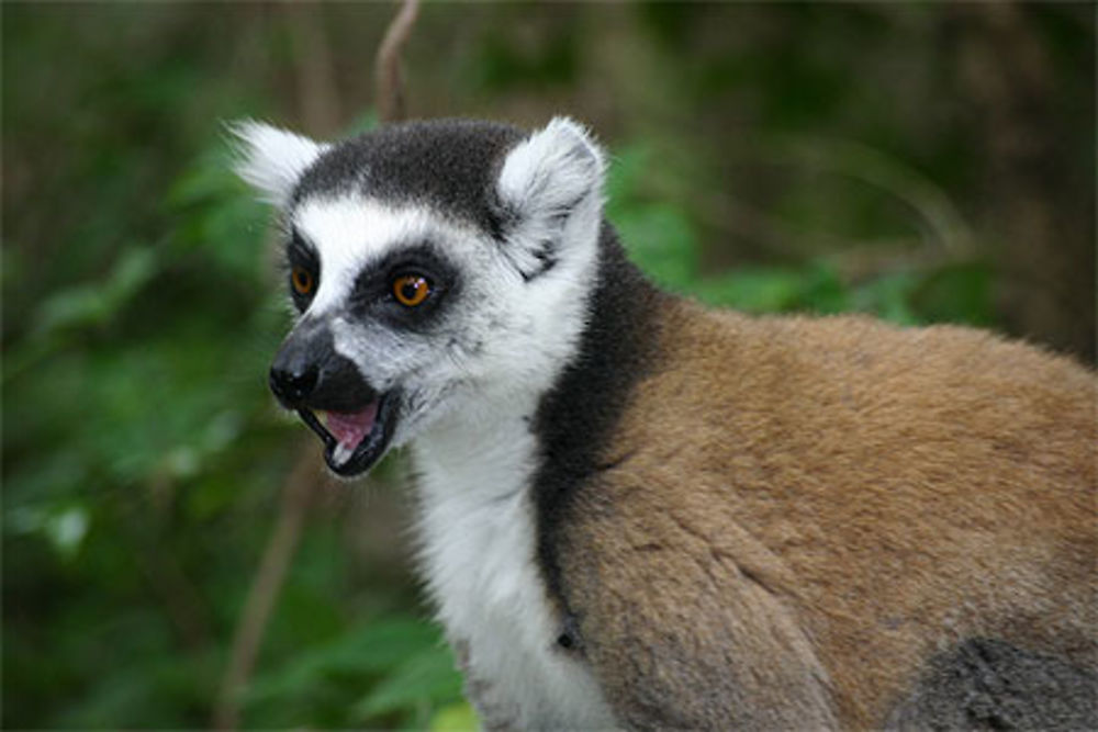 Les lémuriens de ranomafana