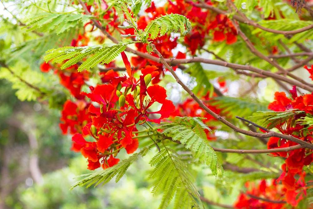 Les fleurs rouge orange sur l'arbre