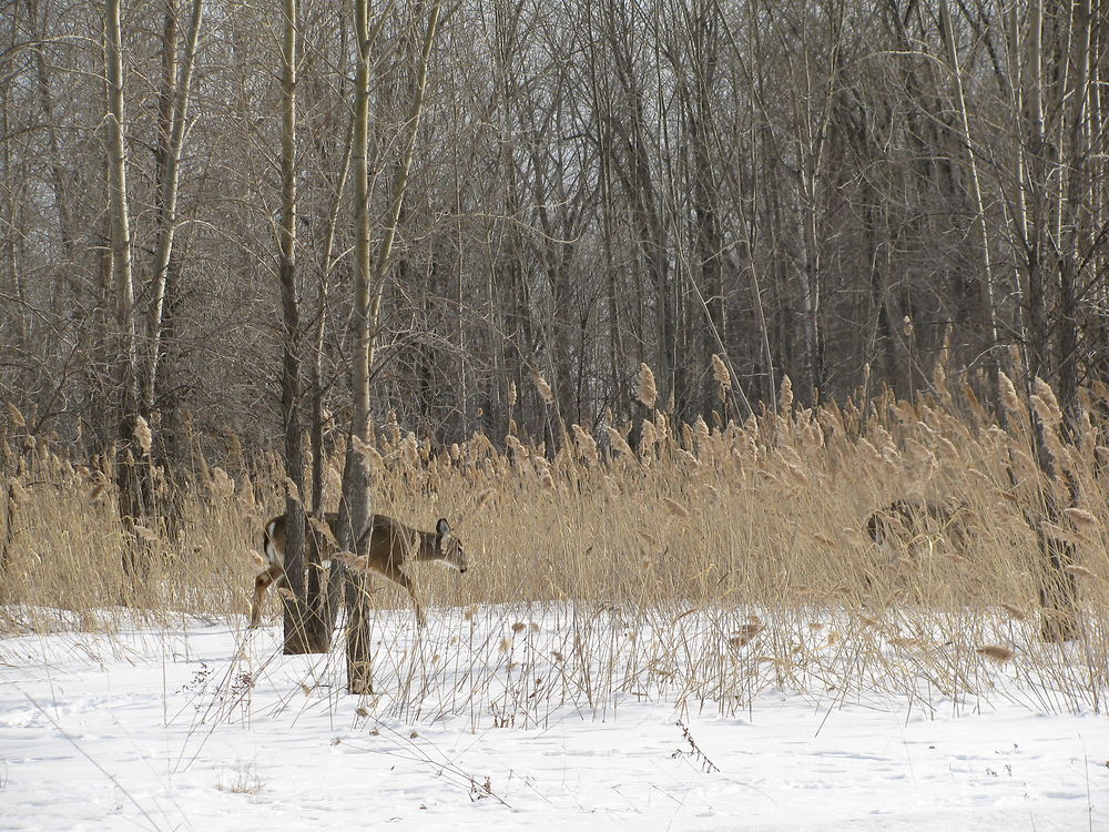 Cerfs de Virginie à Boucherville