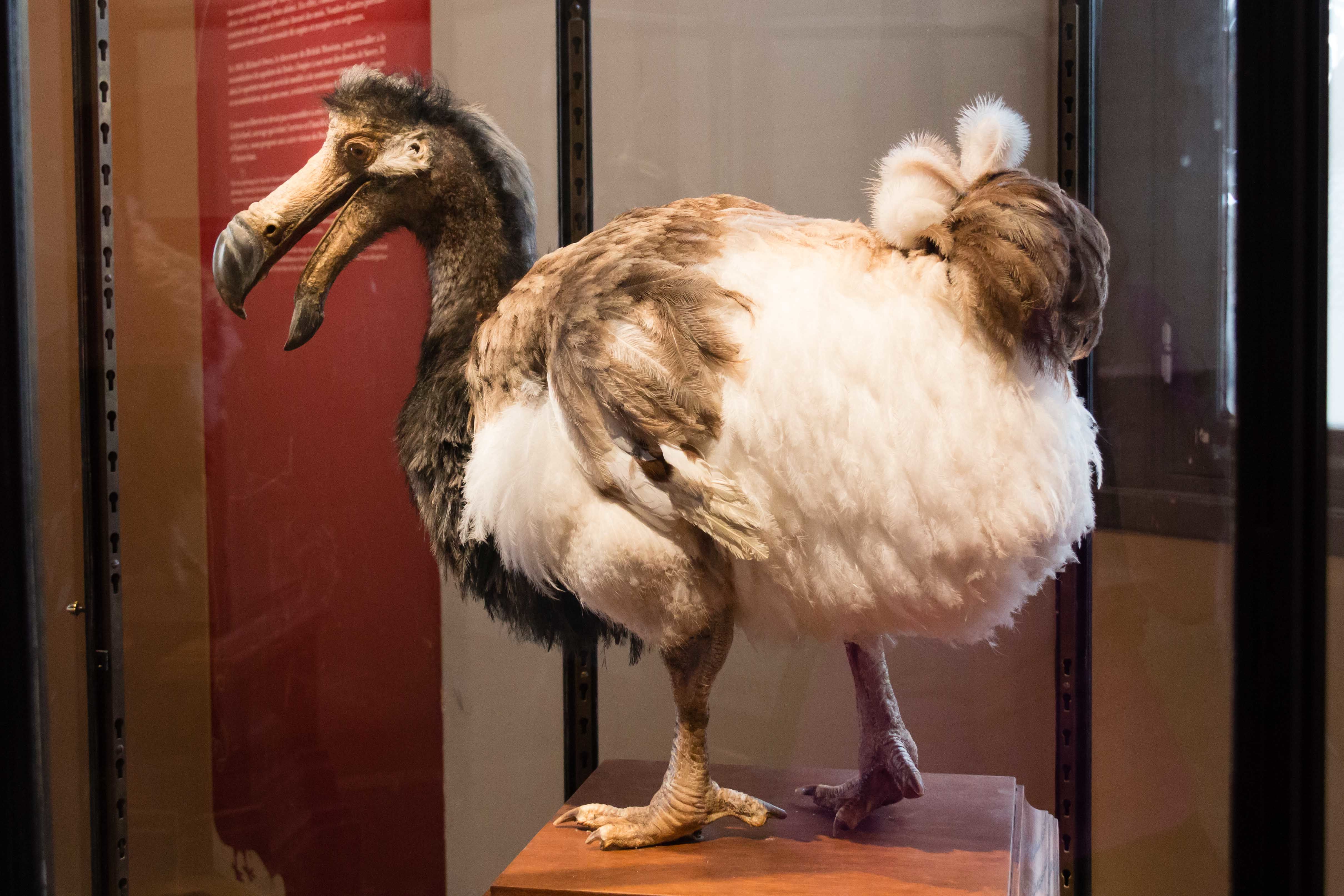 Galerie de l'Evolution, Chimère de Dodo