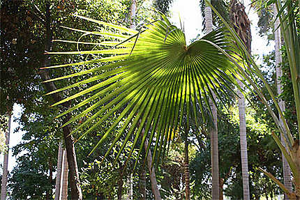 Jardin botanique