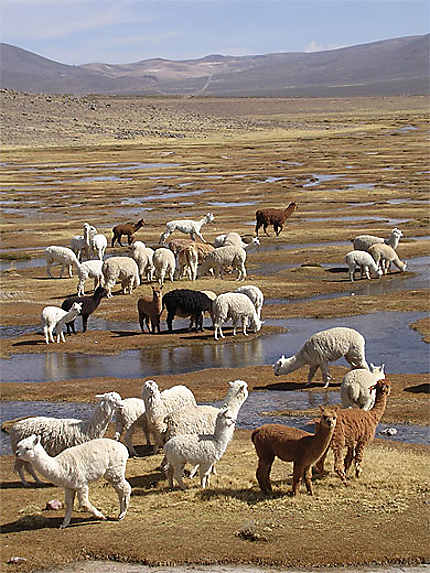 Scène sur l'Altiplano