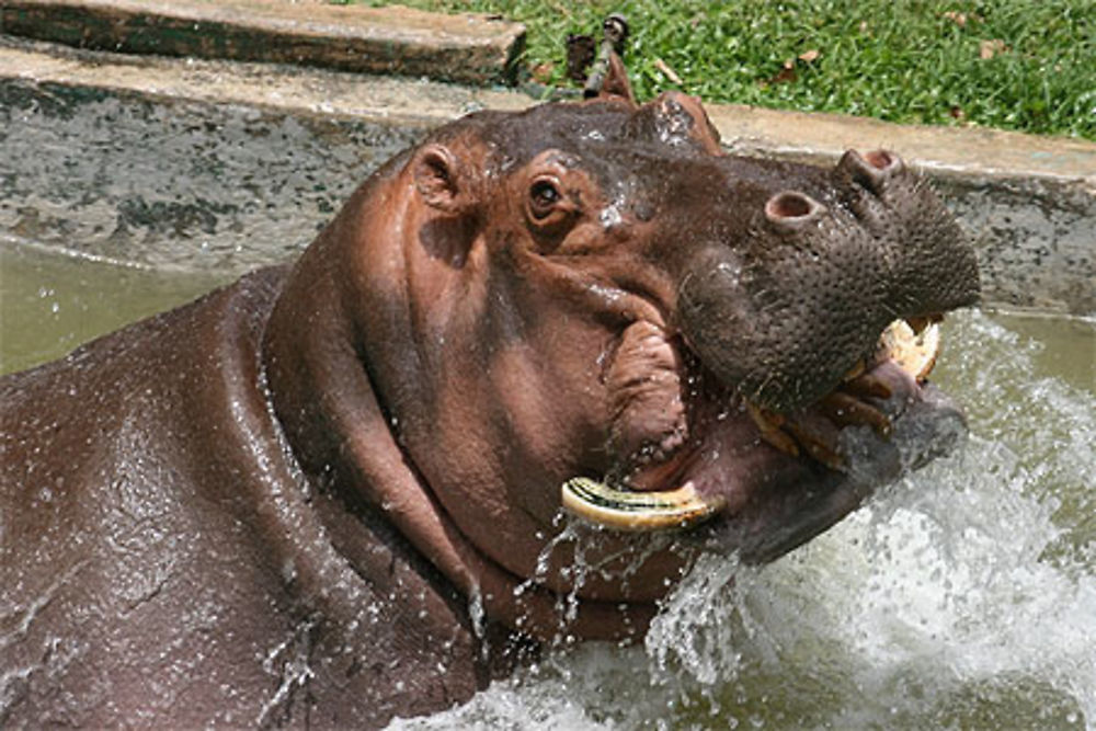 Le parc zoologique de Mérida