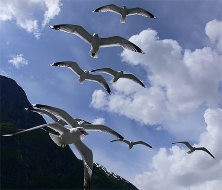 Mouettes dans les fjords de Norvège Mouettes dans les fjords de Norvège