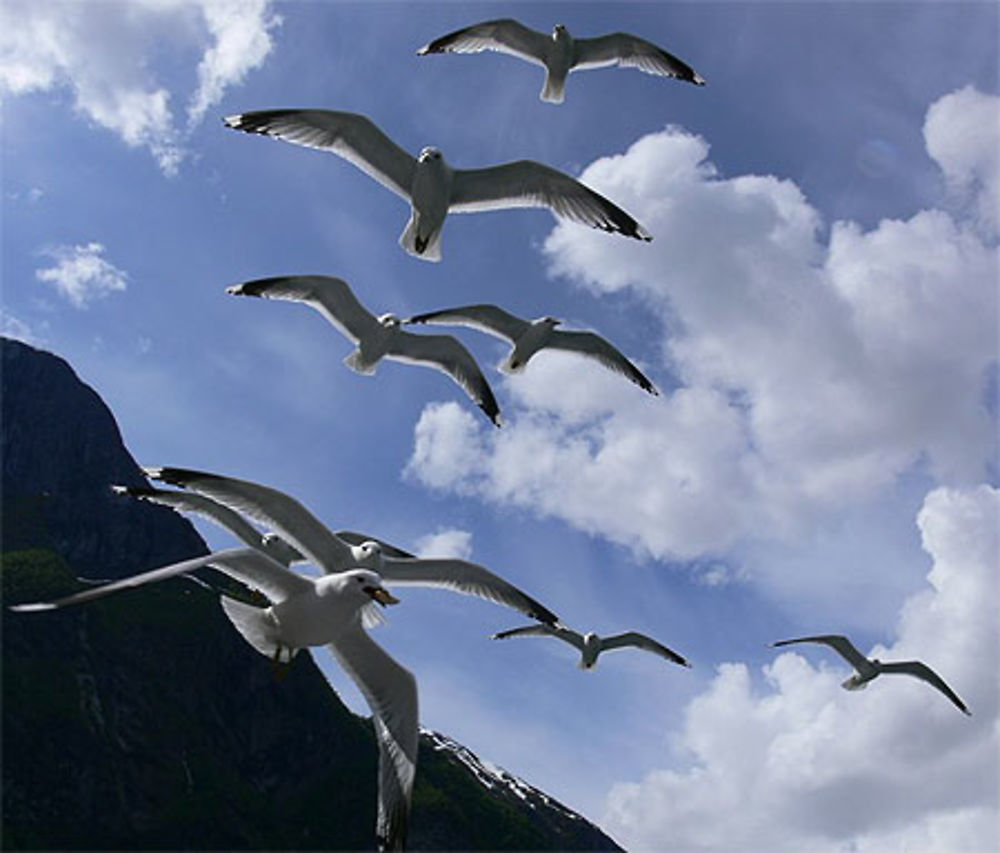 Mouettes dans les fjords de Norvège