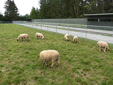 Moutons aux Jardins de Métis