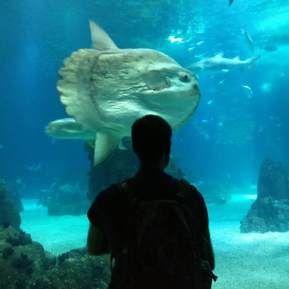 Aquarium de Lisbonne