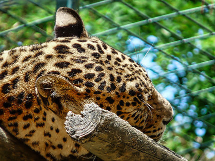 Un léopard au zoo de la Palmyre