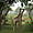 Girafes du Kwazulu