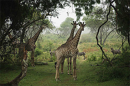 Girafes du Kwazulu