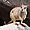 Wallaby des rochers