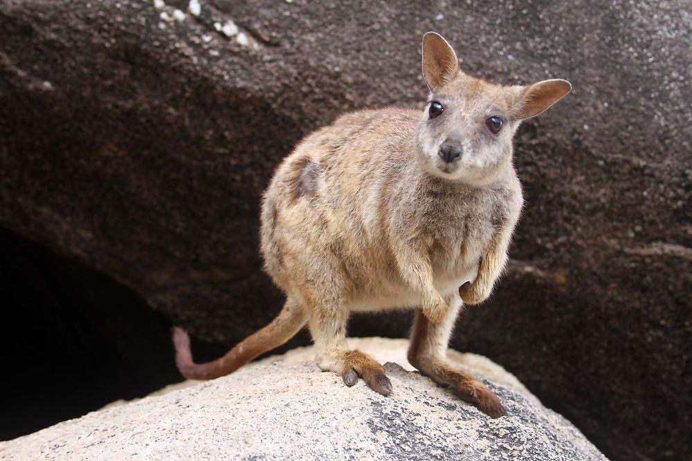 Wallaby des rochers