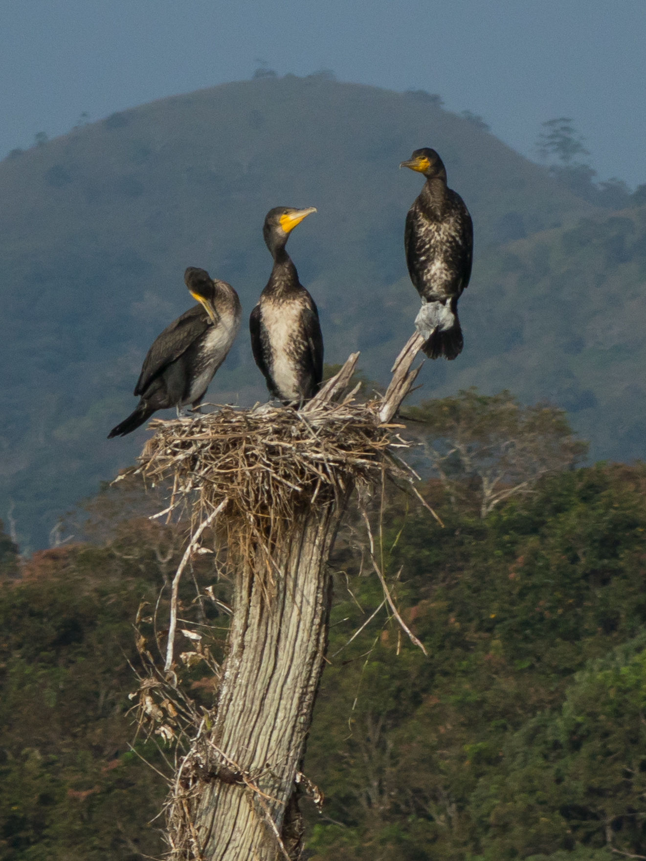 Les cormorans du Kerala Les cormorans du Kerala