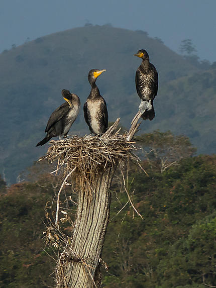 Les cormorans du Kerala