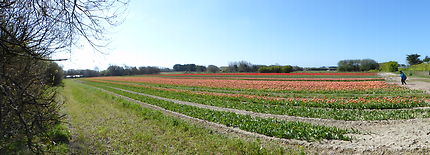 Des tulipes en panoramique en Bretagne