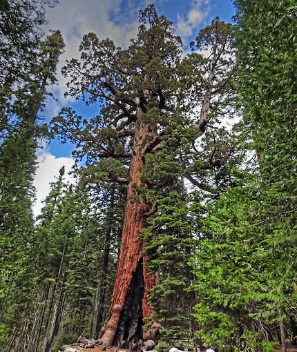 Yosemite Sequoias en Californie