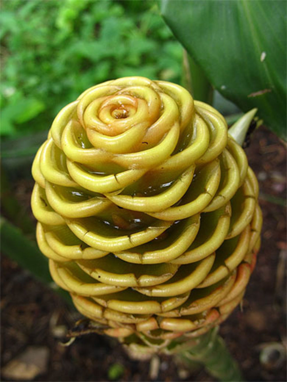 Fleur du Jardim Botânico