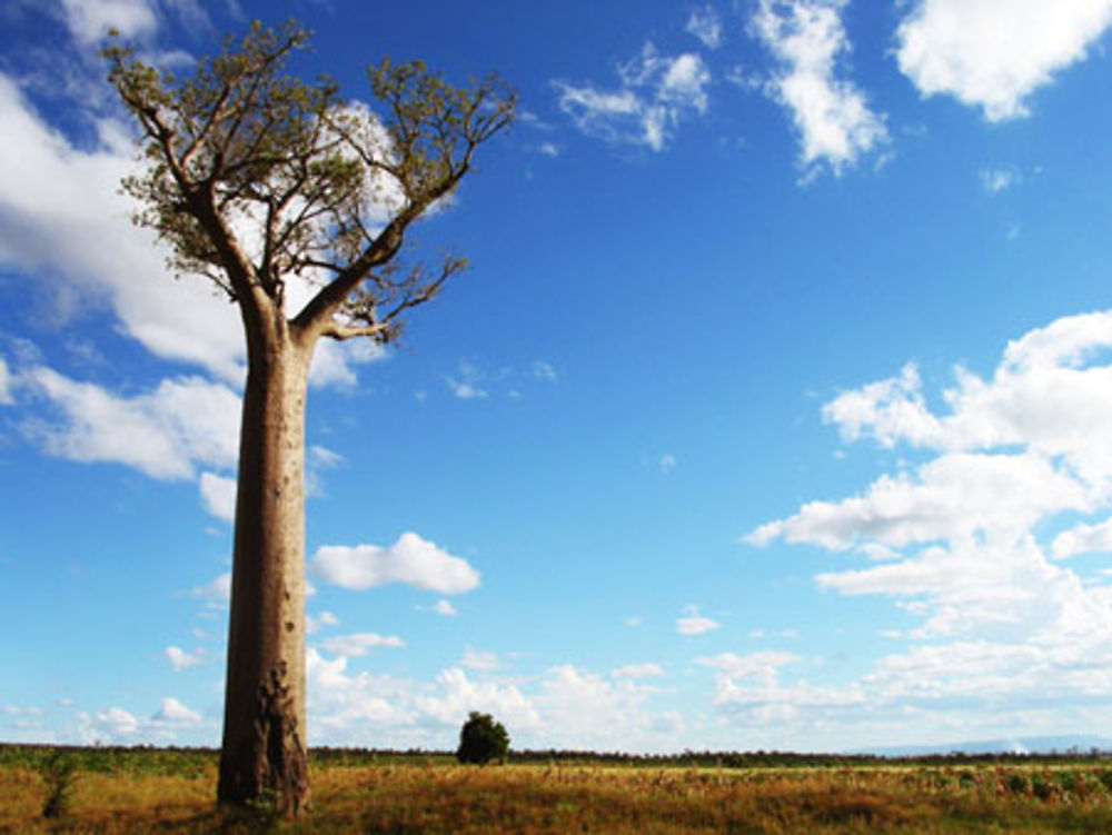 Baobab au matin