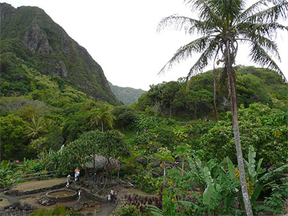 Végétation tropicale