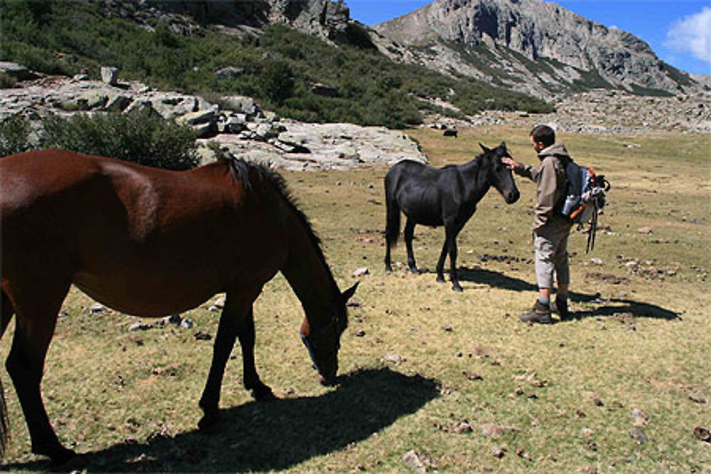 Chevaux sauvages du lac de Nino