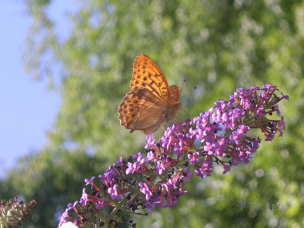 Papillon sur le Loup