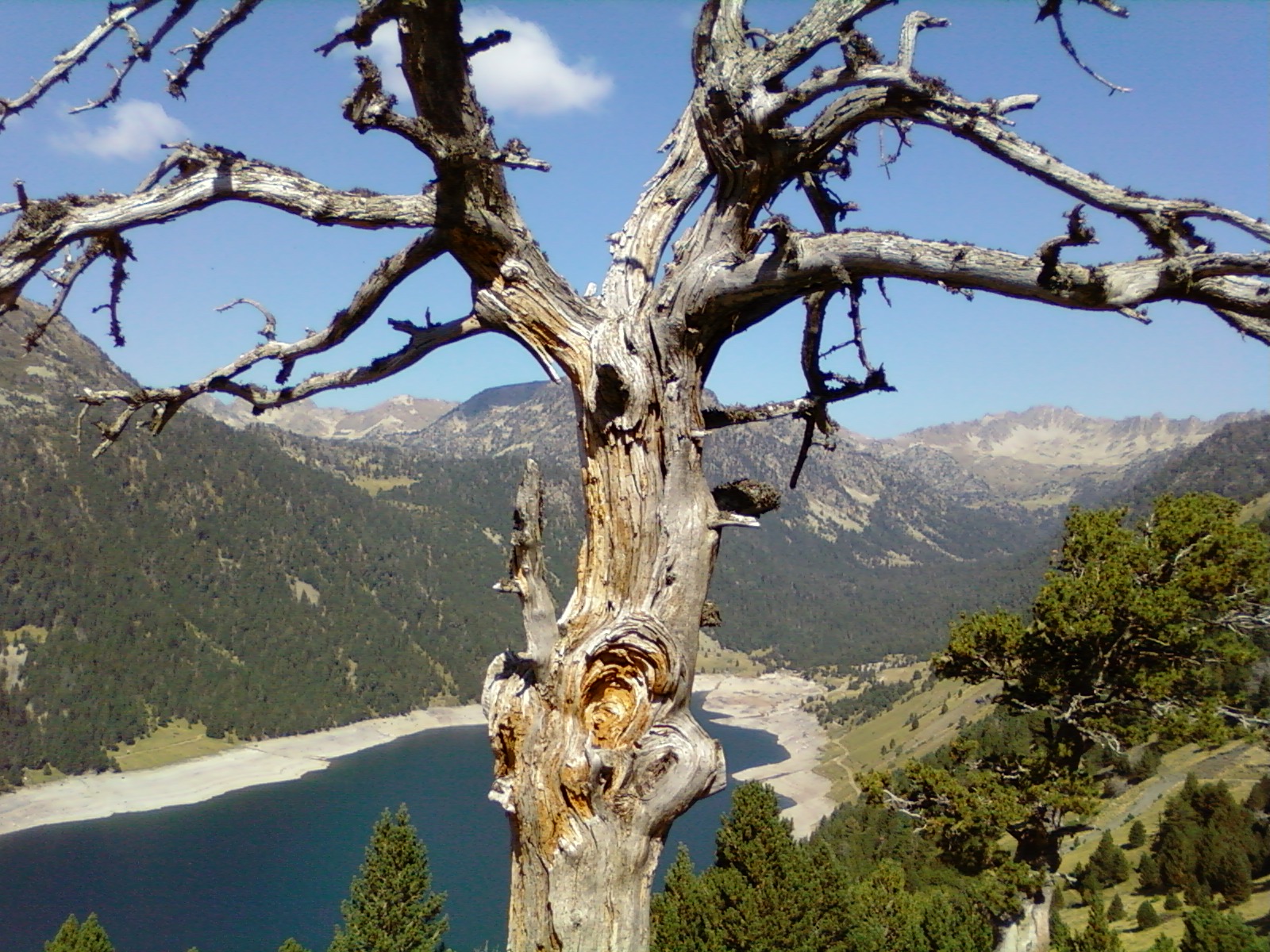 Arbre mort Arbre mort