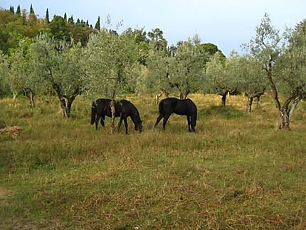 Chevaux de Toscane