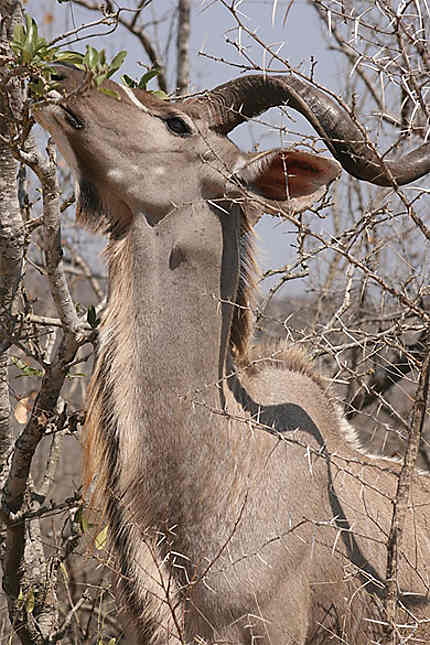 Grand Koudou mâle