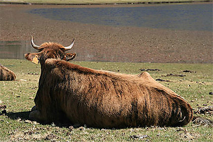 Vache au bord du lac de Nino
